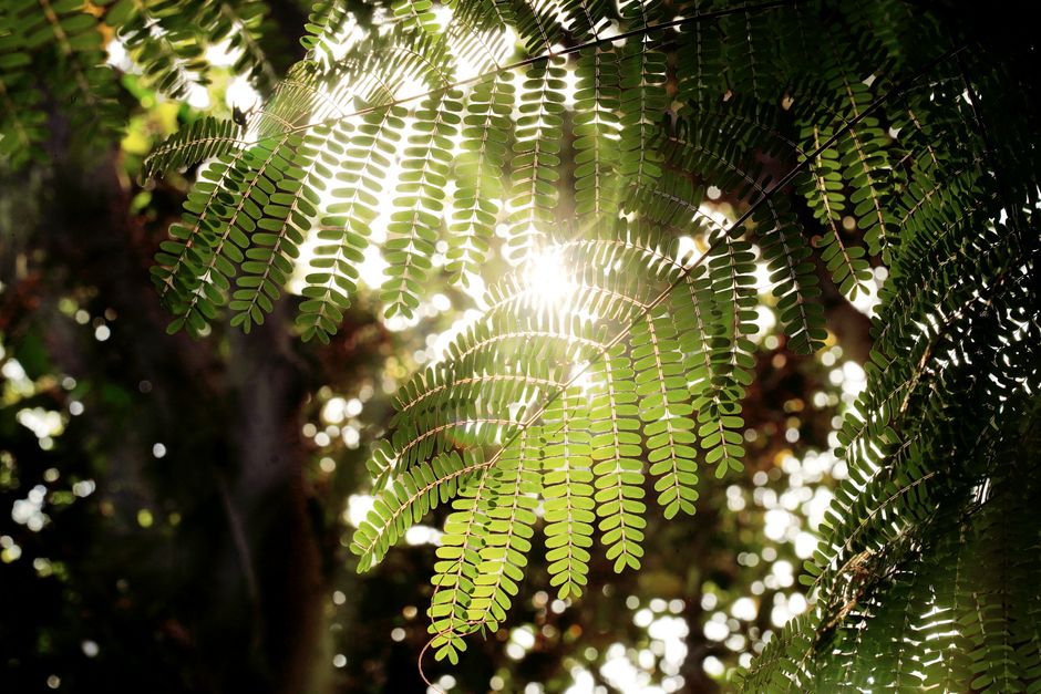 Sunlight shining through delicate green leaves in a forest setting, Sanand, India.