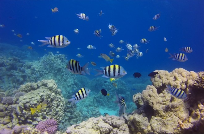 Diving in Hamata, Egypt