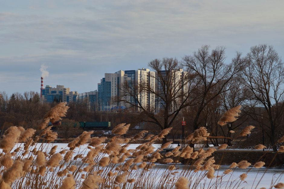 Snow-covered urban landscape with pampas grass in Belgorod, Russia.