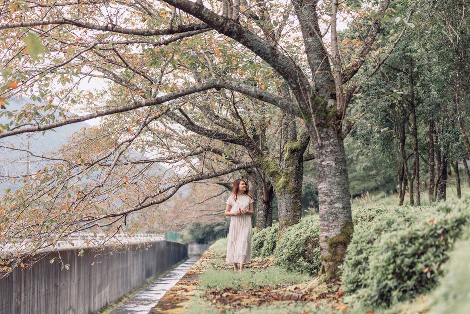 An individual wanders through a tree-lined path, capturing nature's calmness and beauty.