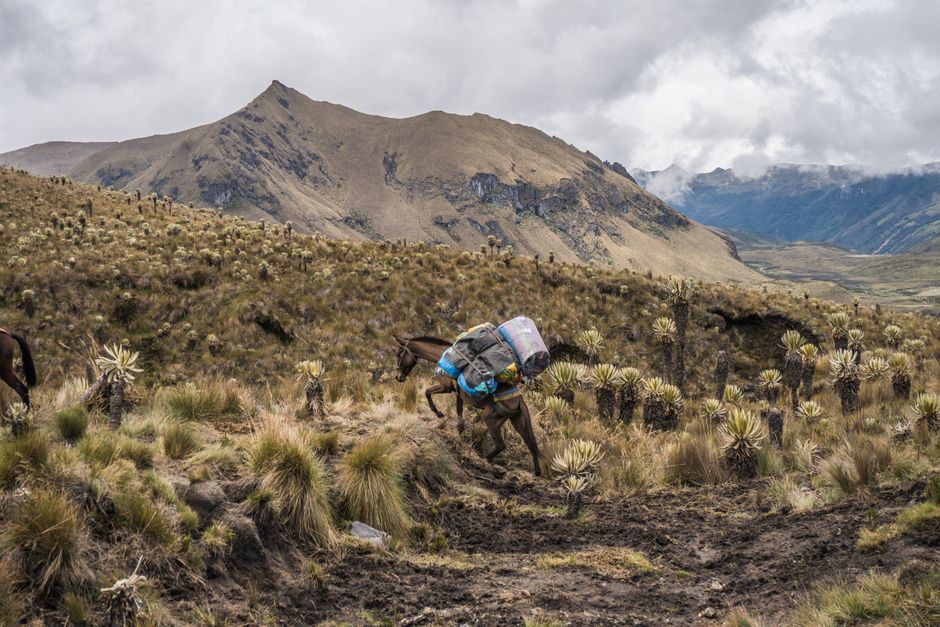A pack mule carrying supplies through a rugged mountain grassland landscape.